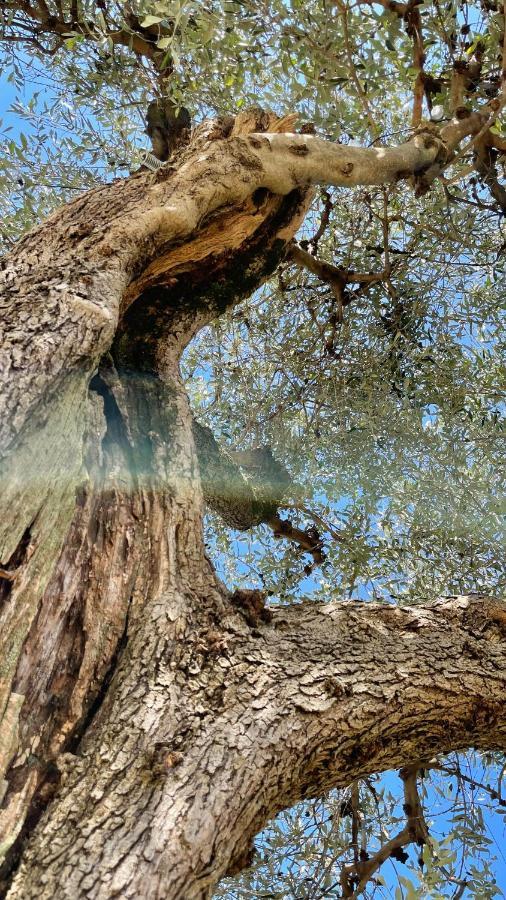 Foglie D'Argento Villa Moneglia Dış mekan fotoğraf